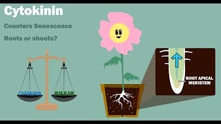 PLANT HORMONES  Auxin Gibberellin Cytokinin Ethylene Abscisic Acid [upl. by Nekcarb]