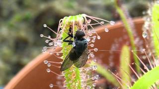 Sundew Carnivorous Plant Catches fly timelapse [upl. by Llertnek]