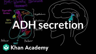 ADH secretion  Renal system physiology  NCLEXRN  Khan Academy [upl. by Karney]