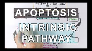 Mechanism of Apoptosis  Intrinsic Pathway [upl. by Shelagh769]