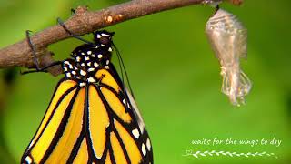 Butterfly Metamorphosis  How Caterpillars Turn Into Butterflies [upl. by Asim]