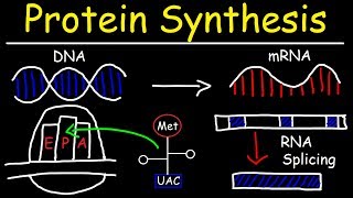 Transcription and Translation  Protein Synthesis From DNA  Biology [upl. by Sorcha]