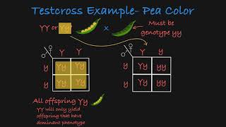 Testcross Explained [upl. by Clapper]