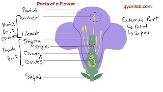 Parts of a Flower [upl. by Eniwtna82]