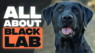 Black Labrador  A Brief Guide to Black Labrador Retrievers [upl. by Locin]