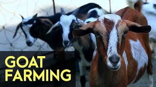 Goat Farming  FULL Version  Agribusiness How It Works [upl. by Vipul]