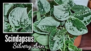 Scindapsus Pictus  Silvery Ann [upl. by Craven]