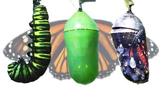 Monarch Butterfly Metamorphosis Timelapse FYV [upl. by Eagle]