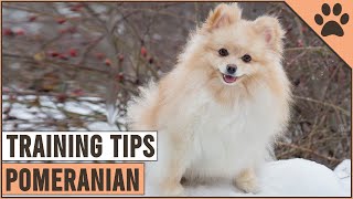 How To Train A Pomeranian  Dog World [upl. by Nitsid]