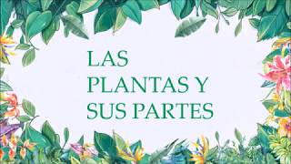 LAS PLANTAS Y SU ESTRUCTURA [upl. by Mcmurry]