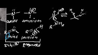 Biochemistry  Schiff Base Chemistry Part 12 [upl. by Assennej]