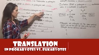 Translation in Prokaryotes vs Eukaryotes [upl. by Ready]