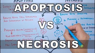 Apoptosis vs Necrosis [upl. by Philipines]