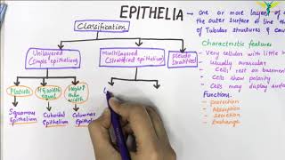 EPITHELIUM  Classification  Basic Histology [upl. by Sibell701]