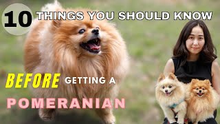 10 Things You Should Know Before Getting a Pomeranian  New Puppy Tips [upl. by Zitvaa579]