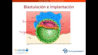 Desarrollo Embrionario [upl. by Nate]