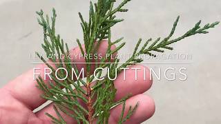 Leyland Cypress Plant Propagation From Cuttings [upl. by Neri]