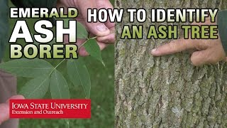 How to Identify an Ash Tree [upl. by Subak]