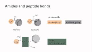 Biochemistry 13 Common linking bonds in biomolecules [upl. by Asilet]