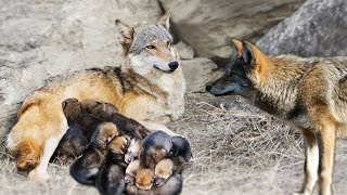 Wolf Giving Birth To Many Cute Puppies In The Wild [upl. by Reis]