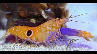 The Pistol Shrimp Could Kill You heres how [upl. by Raffaello]