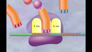 Chapter 4 Translation Elongation and termination [upl. by Valera]