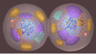 Mitosis [upl. by Beaudoin]