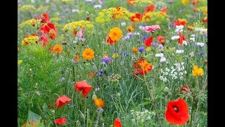 COMMENT RÉALISER UN MASSIF DE FLEURS SAUVAGES EN MÉLANGE JACHÈRE FLEURIE [upl. by Llenrahs]