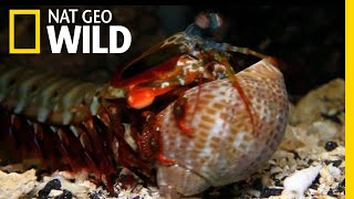 The Mantis Shrimp Packs a Powerful Punch  Nat Geo Wild [upl. by Roberts35]