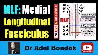 Medial Longitudinal Fasciculus MLF Dr Adel Bondok Making Neuronatomy Easy [upl. by Susana]