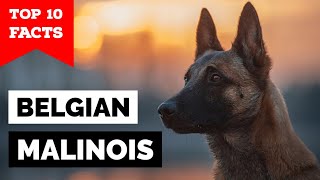 Belgian Malinois  Top 10 Facts [upl. by Ynnus]