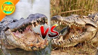 Alligator VS Crocodile  Whats the Difference [upl. by Airdnna]