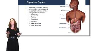 Introduction to the Digestive System [upl. by Linnet]