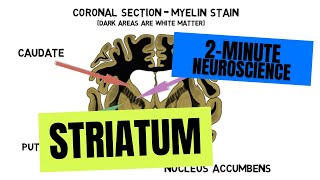 2Minute Neuroscience Striatum [upl. by Kleiman]