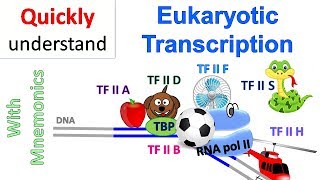 Eukaryotic Transcription [upl. by Azalea]