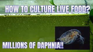 How to Culture Daphnia Secret Method to Breed MILLIONS  Simply Aquatic [upl. by Niroc28]