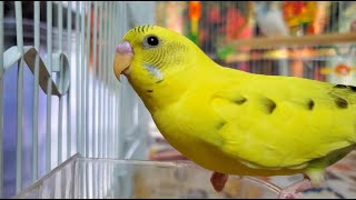 LONELY parakeets HELP the budgies chirp and sing [upl. by Moriyama]