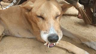 CD canine distemper  chewing gum seizure in a dog [upl. by Aprilette351]