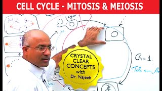 Cell Cycle and Genes  Mitosis amp Meiosis [upl. by Jerry]