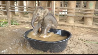 Baby Elephant Chaba First Time In The BathTub  ElephantNews [upl. by Anthiathia]