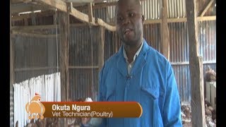 Expert Guide Key to poultry farming success – part 1 [upl. by Mochun]