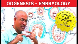 Oogenesis  Gametogenesis  Embryology🩺 [upl. by Truitt]