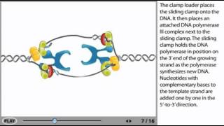 DNA Replication Animation  initiation elongation and termination [upl. by Soutor]