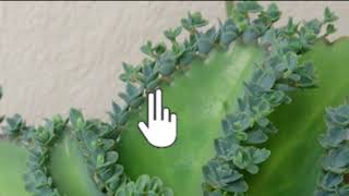 Vegetative propagation amp advantages  How do organisms reproduce  Biology  Khan Academy [upl. by Irak]