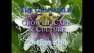 The Granadilla Growth Care and CulturePassiflora edulis [upl. by Aicre108]