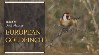 European Goldfinch Carduelis Carduelis [upl. by Sidell]