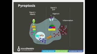 Pathways to Cell Death Apoptosis Pyroptosis and Autophagy [upl. by Sondra]