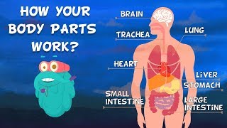 How Do Your Body Parts Work  Non Stop Episodes  The Dr Binocs Show  PEEKABOO KIDZ [upl. by Deedahs744]