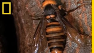 Hornets from Hell  National Geographic [upl. by Schultz916]