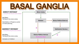 Basal Ganglia Direct vs Indirect Pathways [upl. by Crandale282]